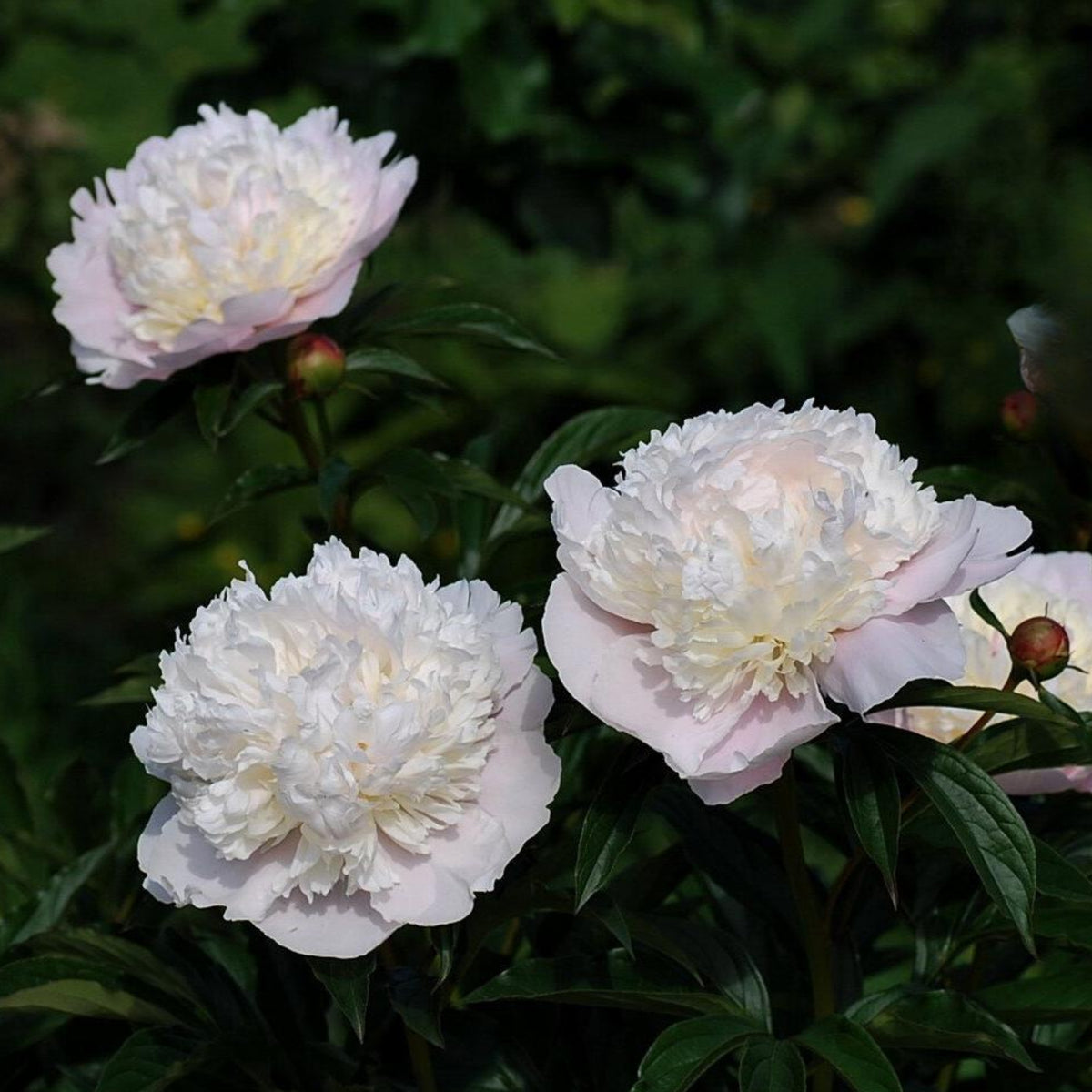 10+ Rare Seeds - Mme Clot Peony Seeds (Paeonia, Herbaceous Peony)