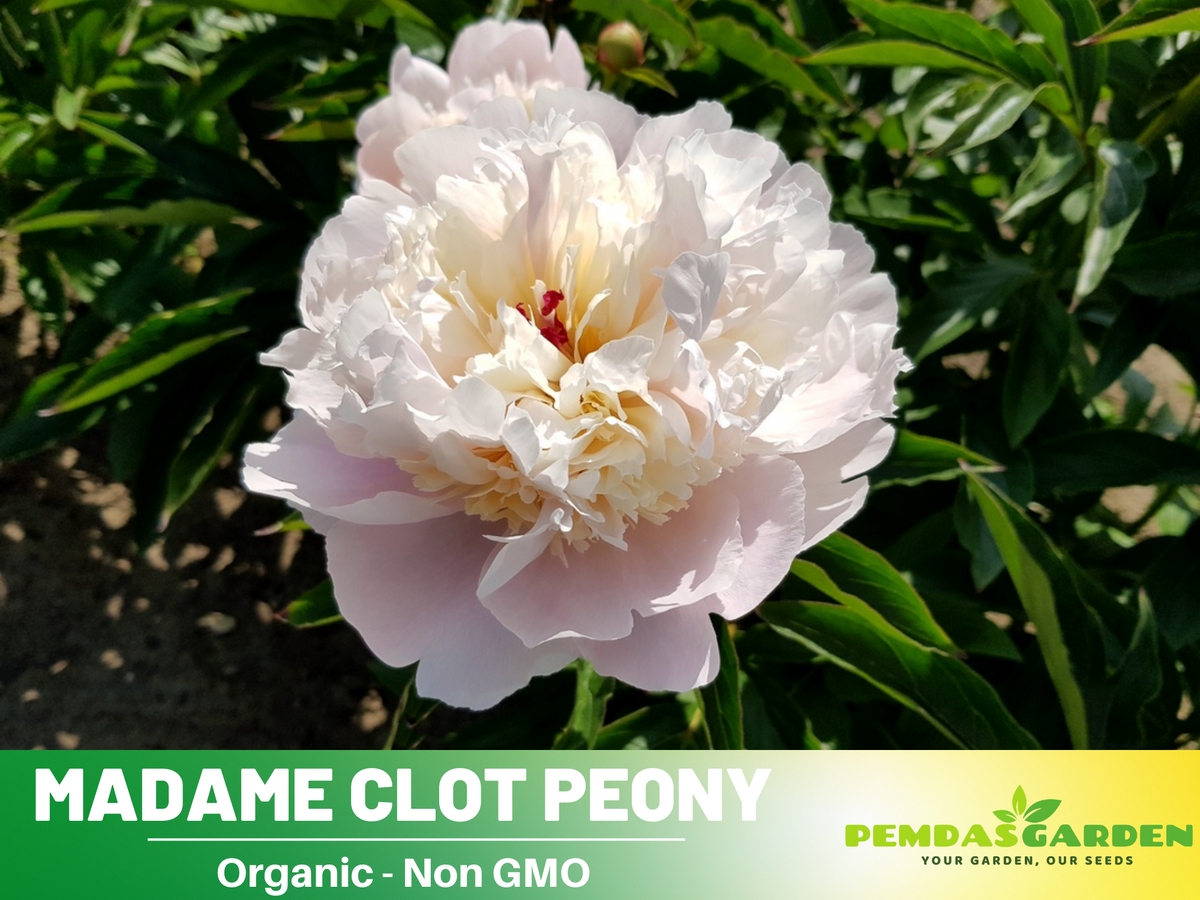 10+ Rare Seeds|  Mme Clot Peony Seeds#B009