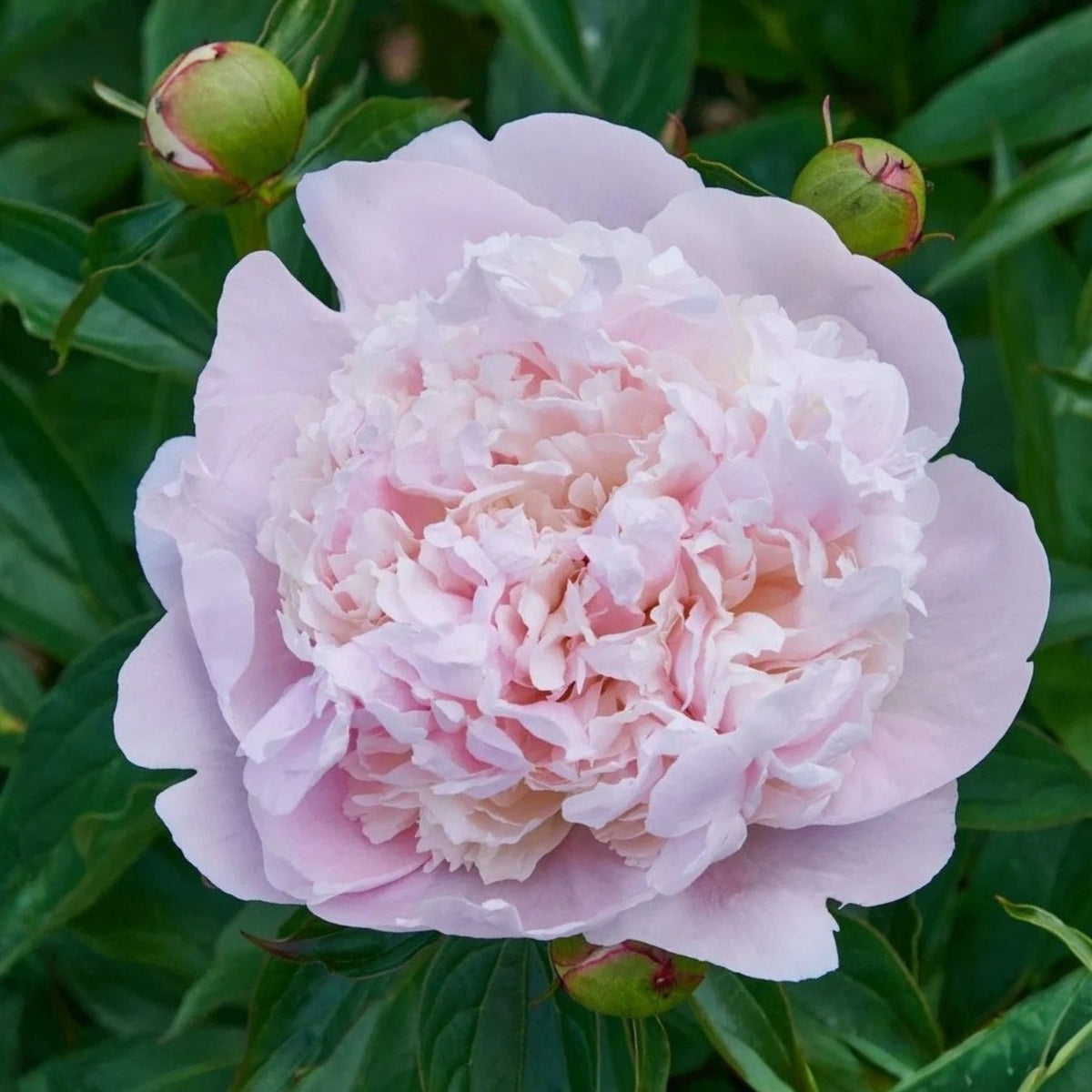 10+ Rare Seeds - Mme Clot Peony Seeds (Paeonia, Herbaceous Peony)