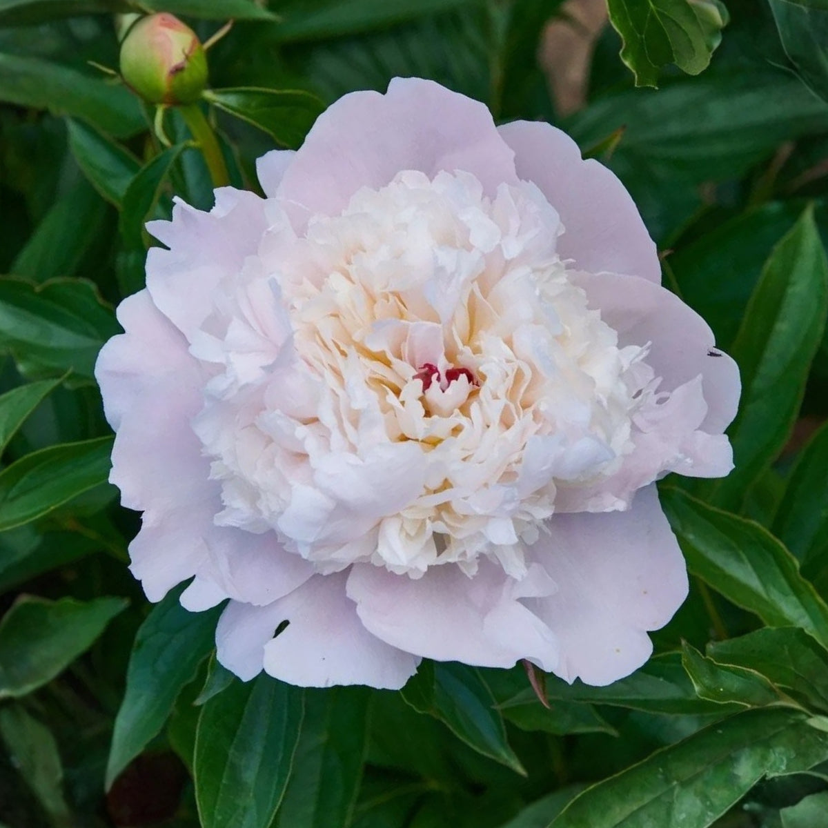 10+ Rare Seeds - Mme Clot Peony Seeds (Paeonia, Herbaceous Peony)
