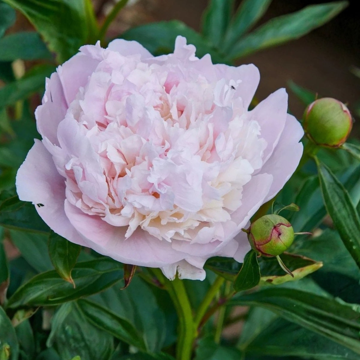 10+ Rare Seeds - Mme Clot Peony Seeds (Paeonia, Herbaceous Peony)