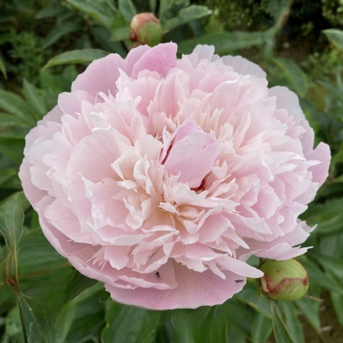 10+ Rare Seeds - Mme Clot Peony Seeds (Paeonia, Herbaceous Peony)