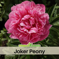 10+ Rare Seeds|  Joker Peony Seeds (Paeonia, Herbaceous Peony) – Double Blooms, Vibrant Garden Blooms, Romantic Perennial Blooms for Cottage Garden, Fragrant Cut Flowers, Easy to Grow#B010