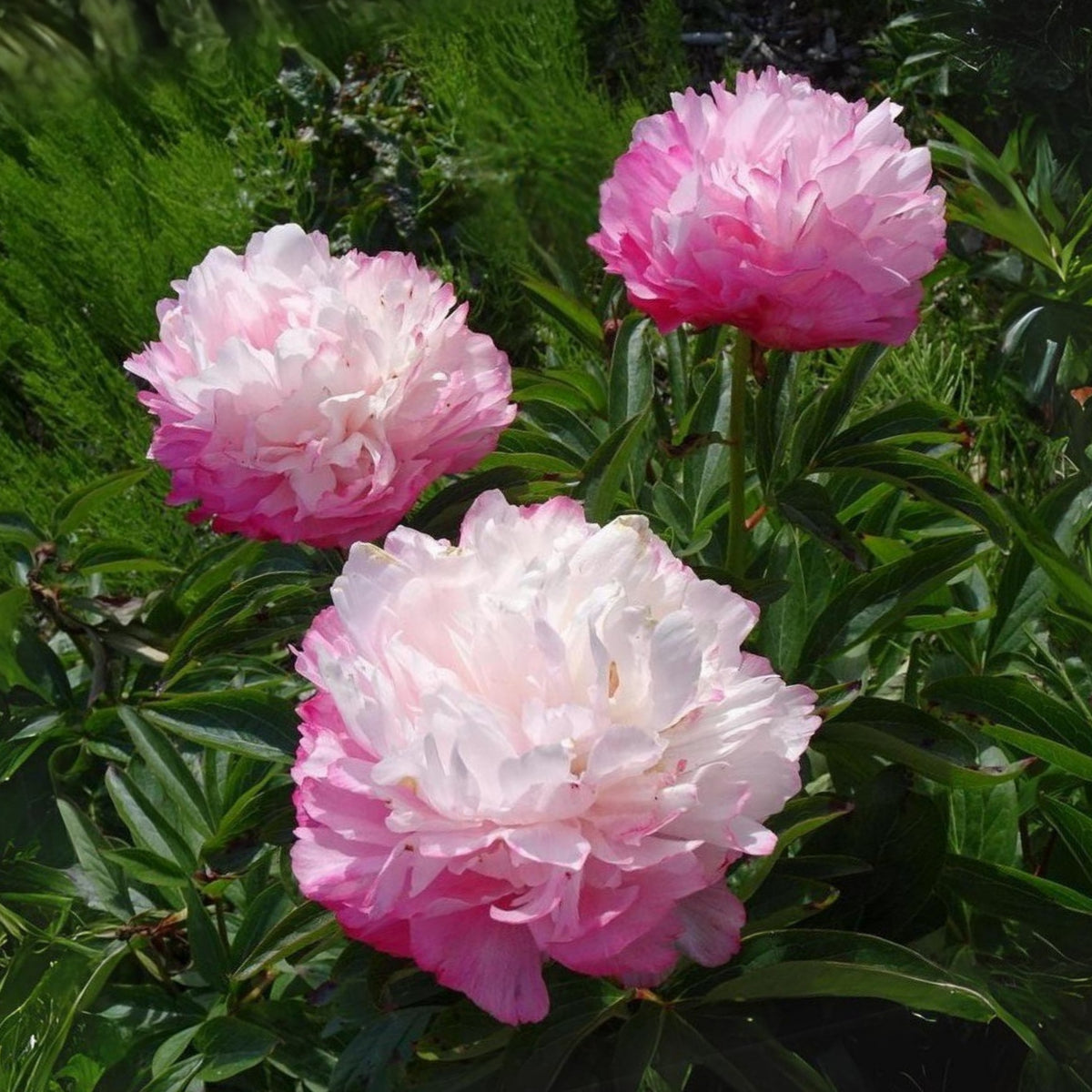 10+ Rare Seeds - Joker Peony Seeds (Paeonia, Herbaceous Peony)