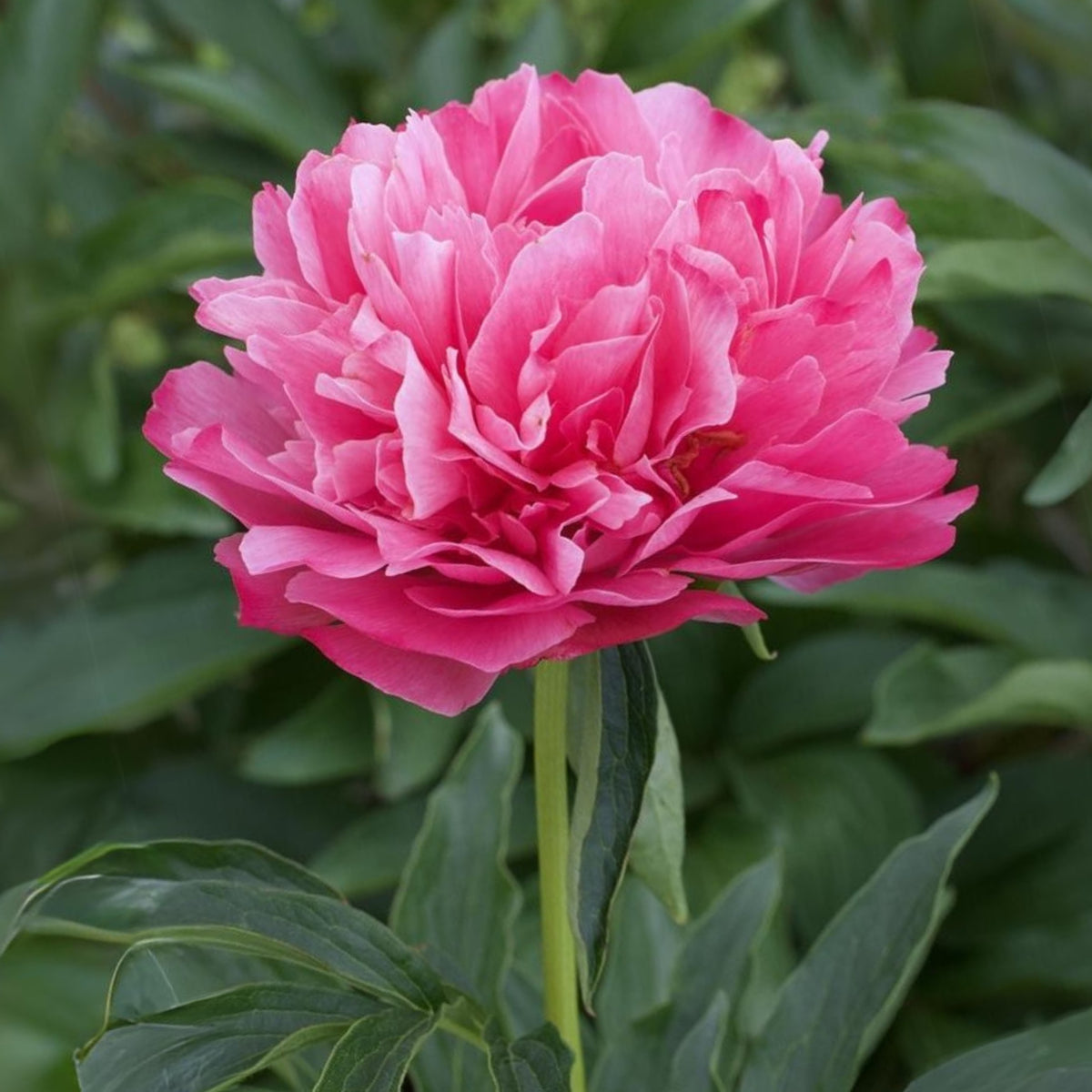 10+ Rare Seeds - Joker Peony Seeds (Paeonia, Herbaceous Peony)