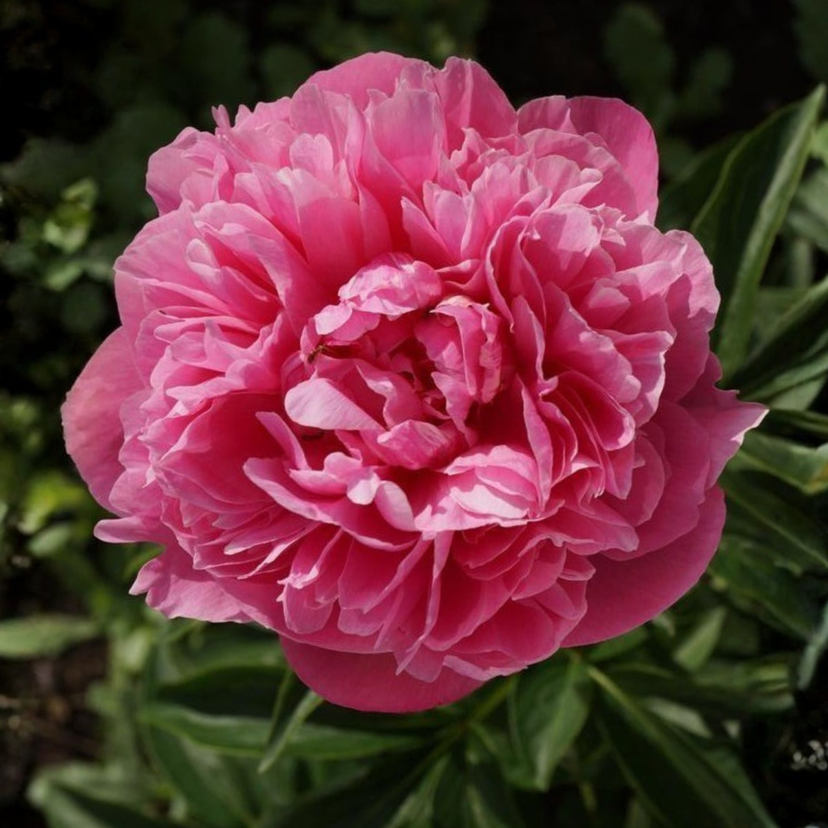 10+ Rare Seeds - Joker Peony Seeds (Paeonia, Herbaceous Peony)