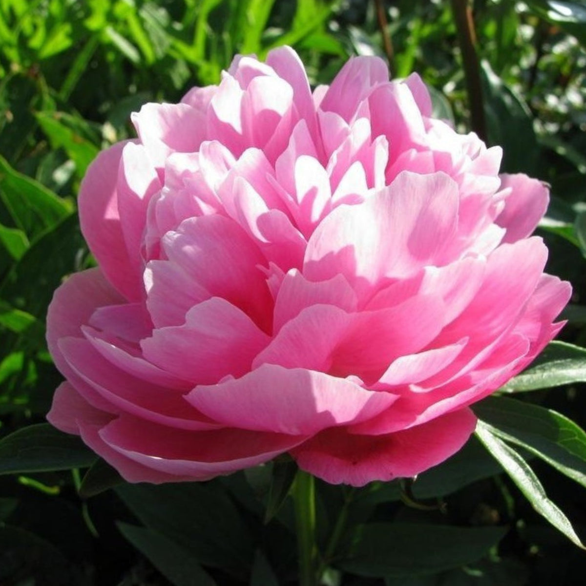 10+ Rare Seeds - Joker Peony Seeds (Paeonia, Herbaceous Peony)