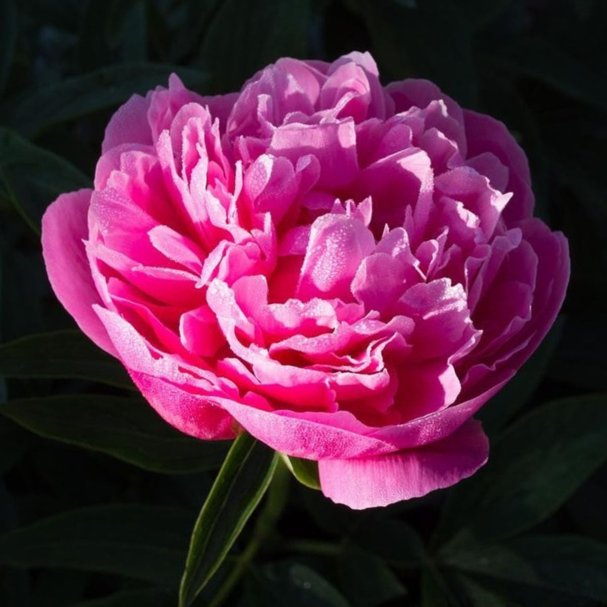 10+ Rare Seeds - Joker Peony Seeds (Paeonia, Herbaceous Peony)