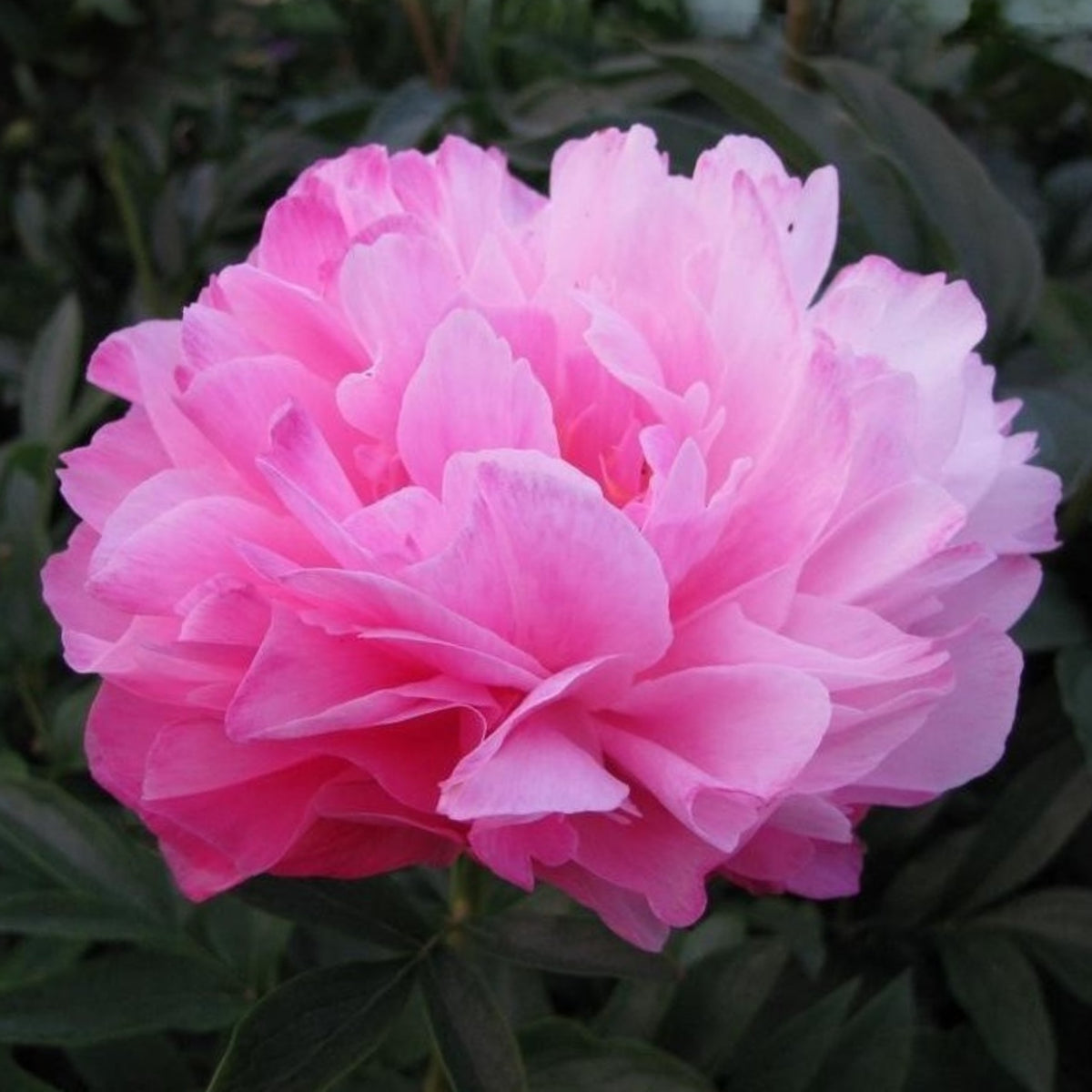 10+ Rare Seeds - Joker Peony Seeds (Paeonia, Herbaceous Peony)