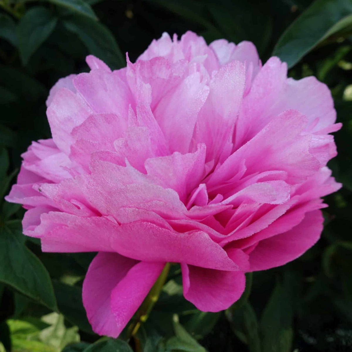 10+ Rare Seeds - Joker Peony Seeds (Paeonia, Herbaceous Peony)
