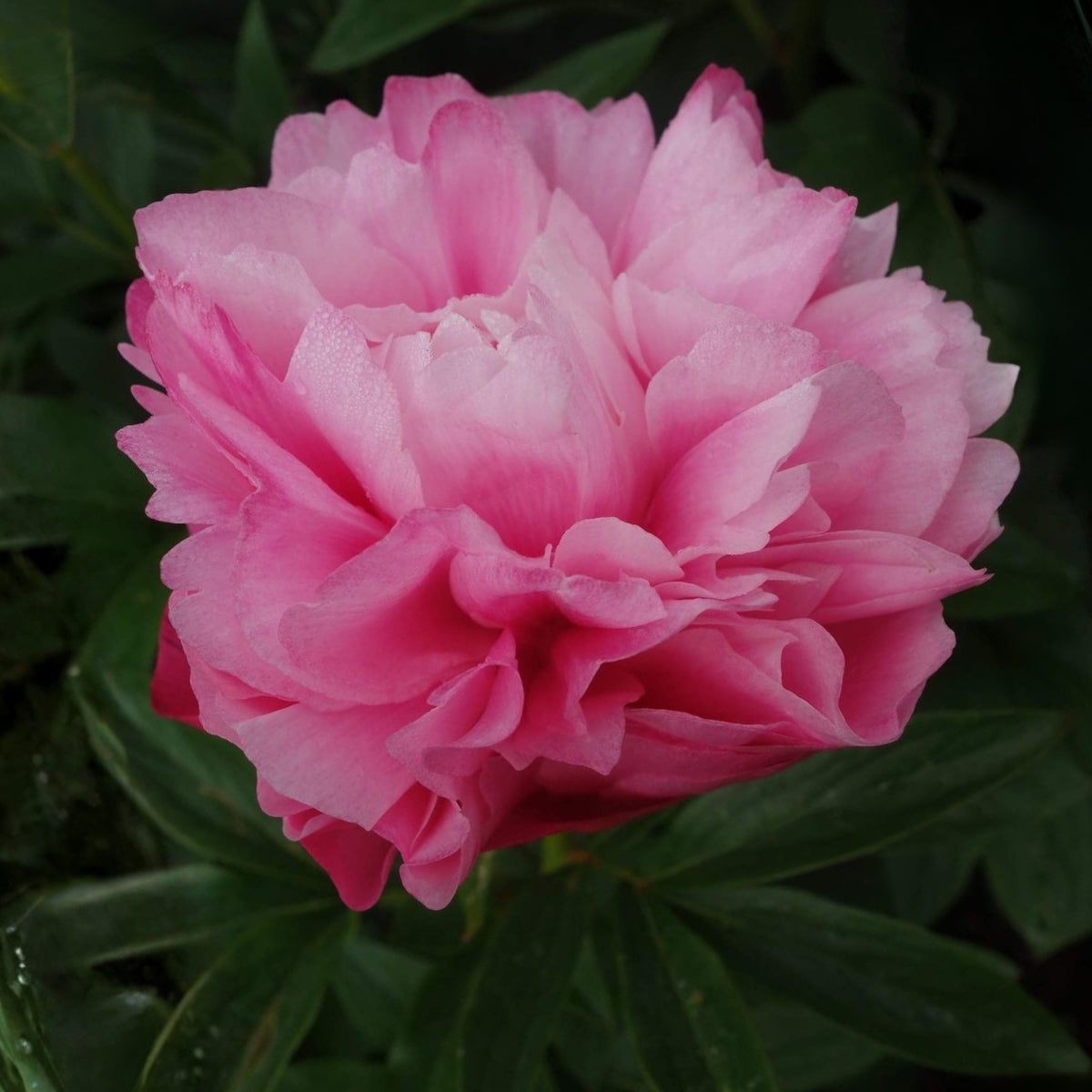 10+ Rare Seeds - Joker Peony Seeds (Paeonia, Herbaceous Peony)