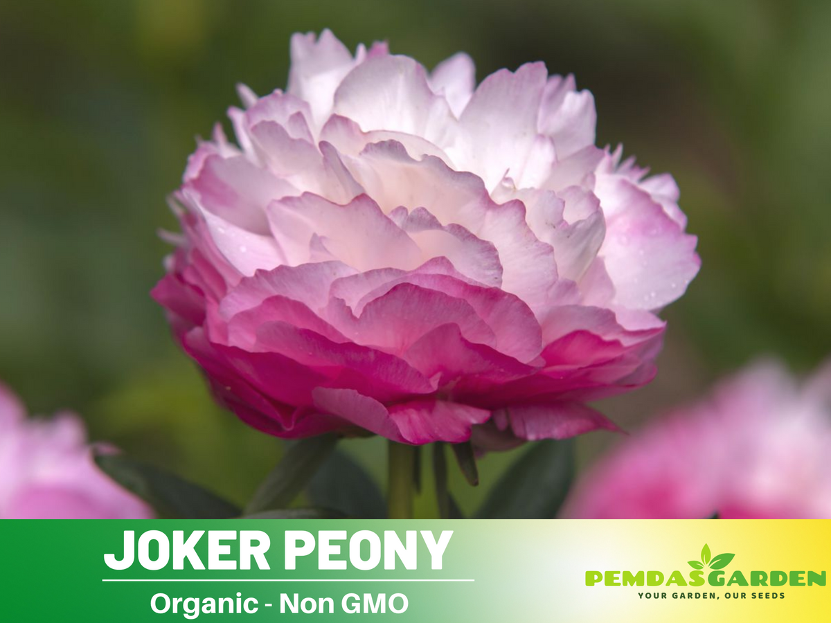 10+ Rare Seeds|  Joker Peony Seeds #B010
