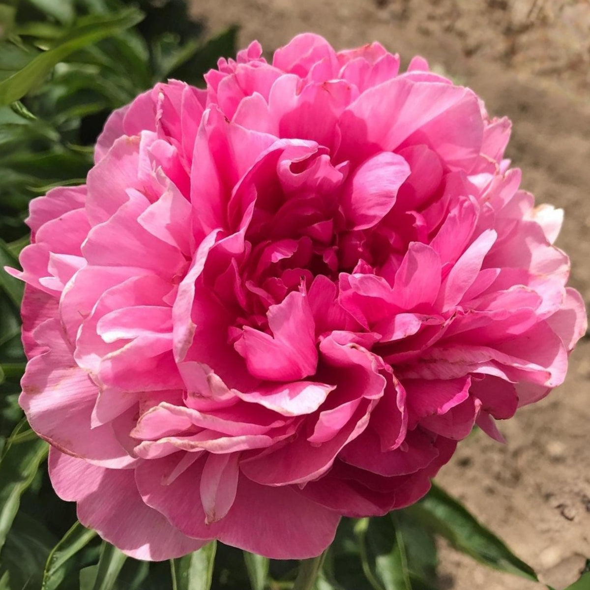 10+ Rare Seeds - Joker Peony Seeds (Paeonia, Herbaceous Peony)
