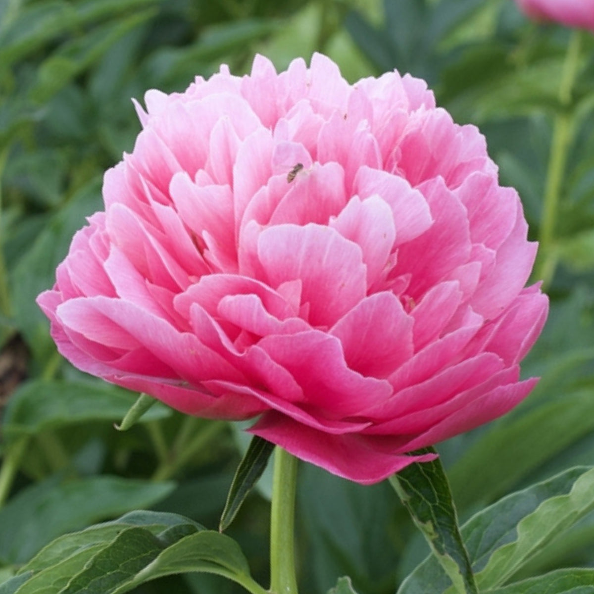 10+ Rare Seeds - Joker Peony Seeds (Paeonia, Herbaceous Peony)