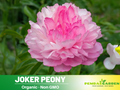10+ Rare Seeds|  Joker Peony Seeds (Paeonia, Herbaceous Peony) – Double Blooms, Vibrant Garden Blooms, Romantic Perennial Blooms for Cottage Garden, Fragrant Cut Flowers, Easy to Grow#B010