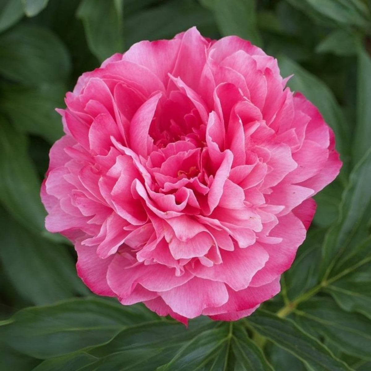 10+ Rare Seeds - Joker Peony Seeds (Paeonia, Herbaceous Peony)