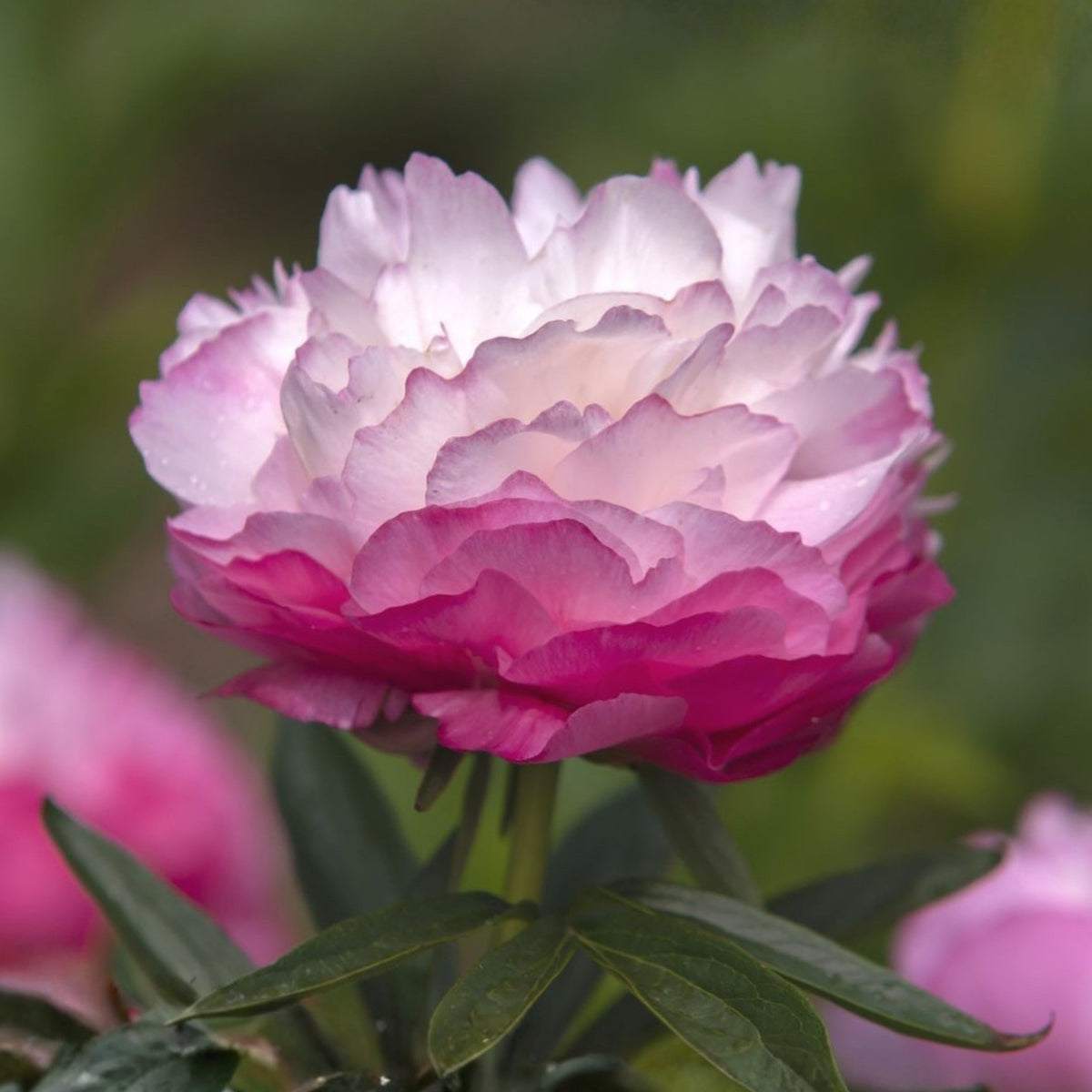 10+ Rare Seeds - Joker Peony Seeds (Paeonia, Herbaceous Peony)