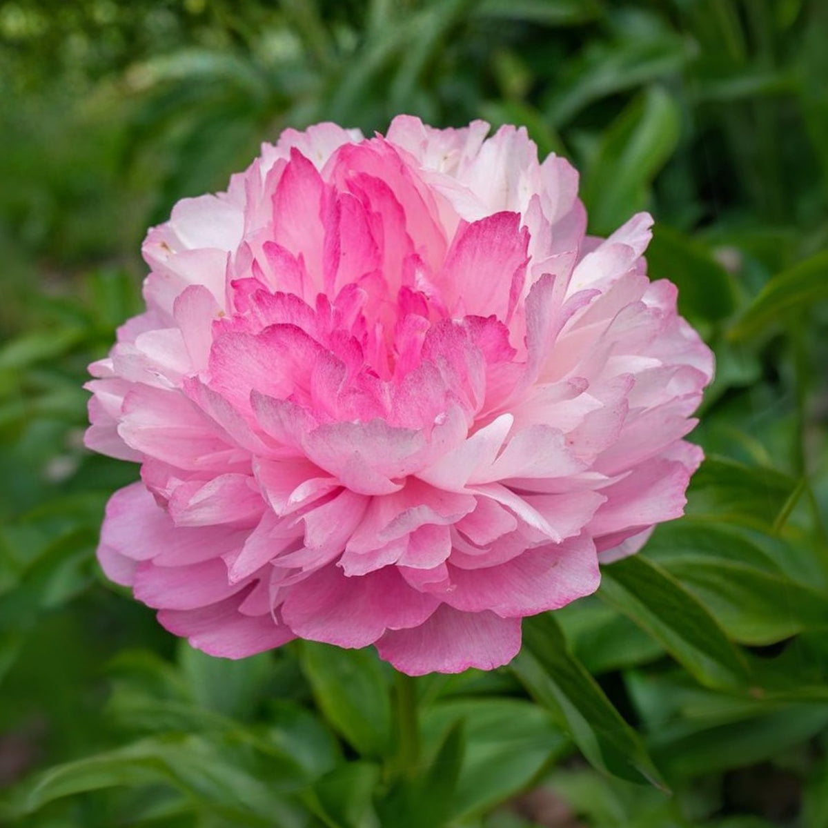 10+ Rare Seeds - Joker Peony Seeds (Paeonia, Herbaceous Peony)