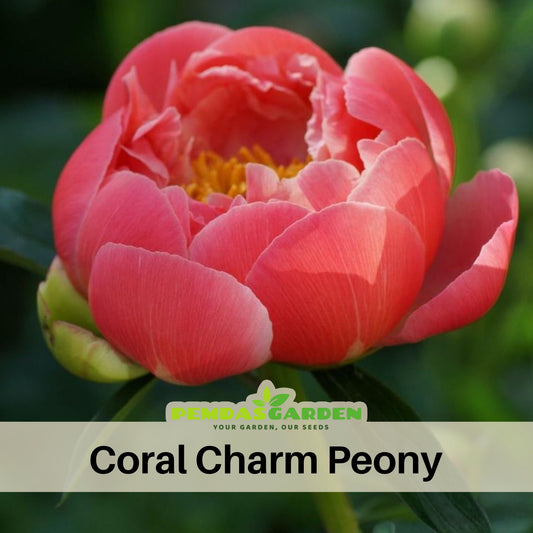 Coral Charm Peony Seeds - Herbaceous Peony, Double Blooms, 10+ seeds