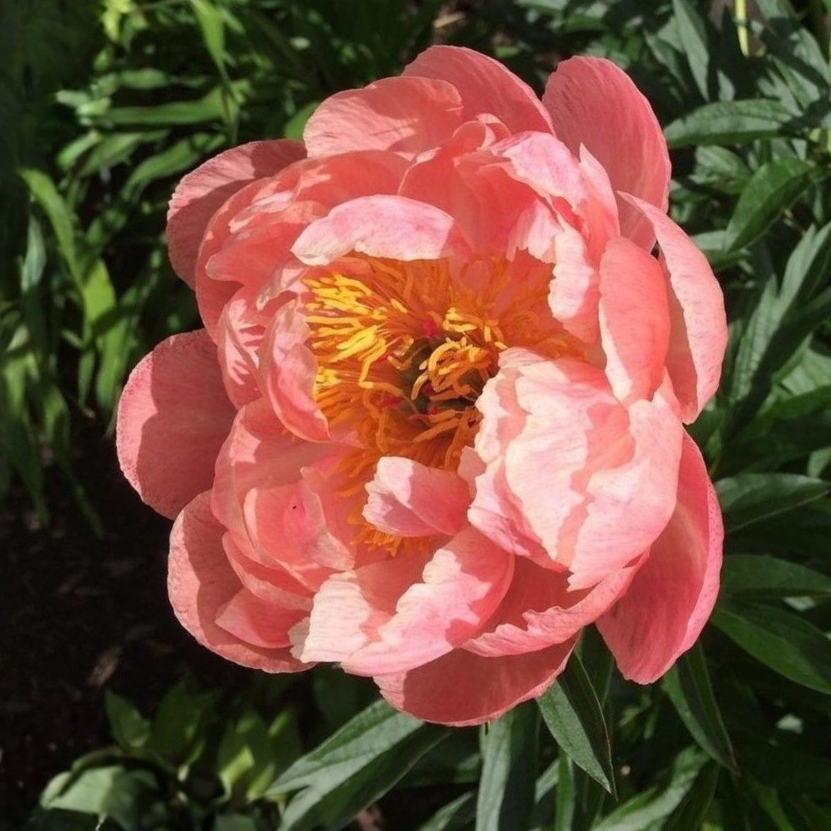 Coral Charm Peony Seeds - Herbaceous Peony, Double Blooms, 10+ seeds