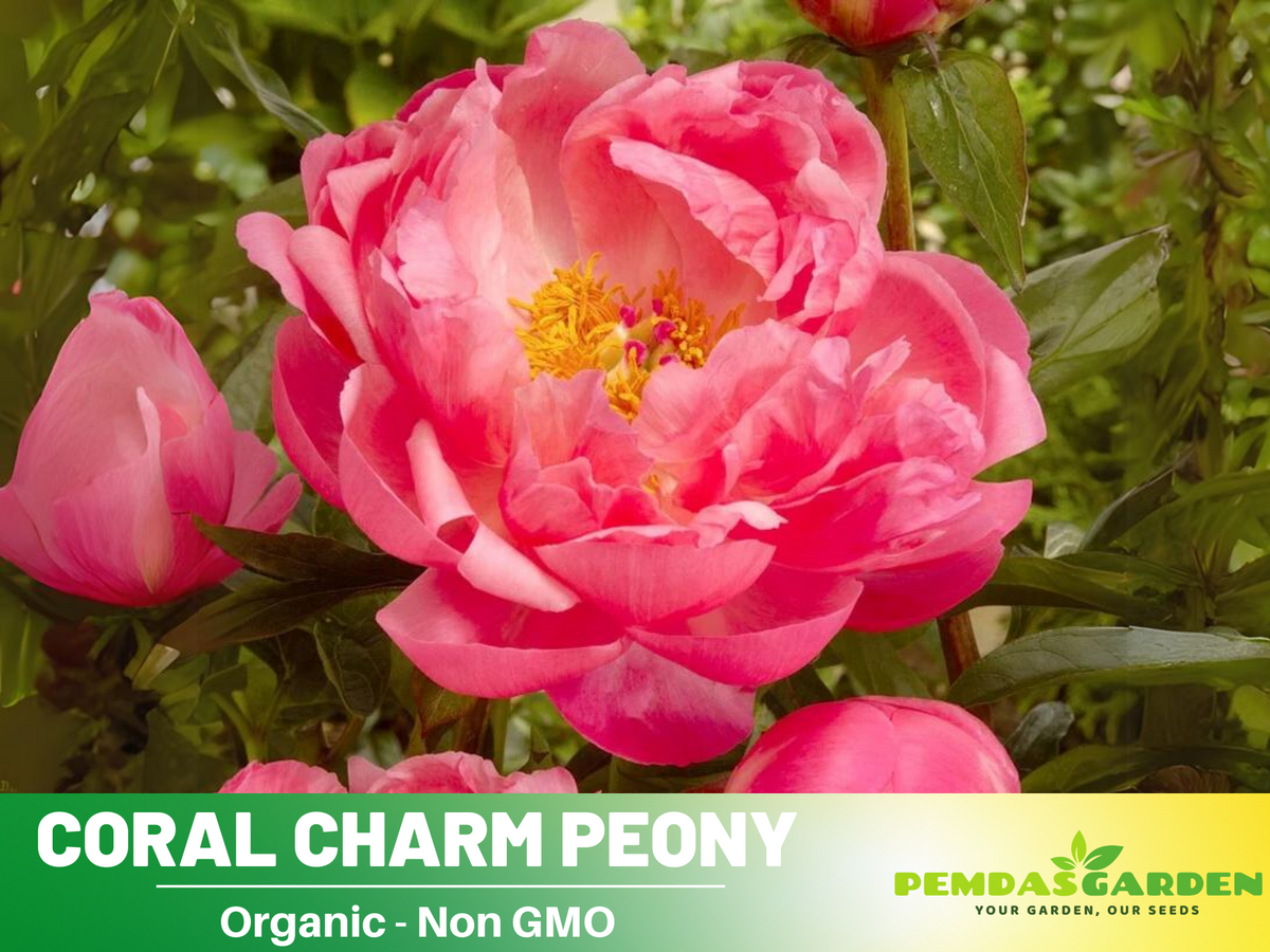 10+ Rare Seeds|  Coral Charm Peony Seeds #B011