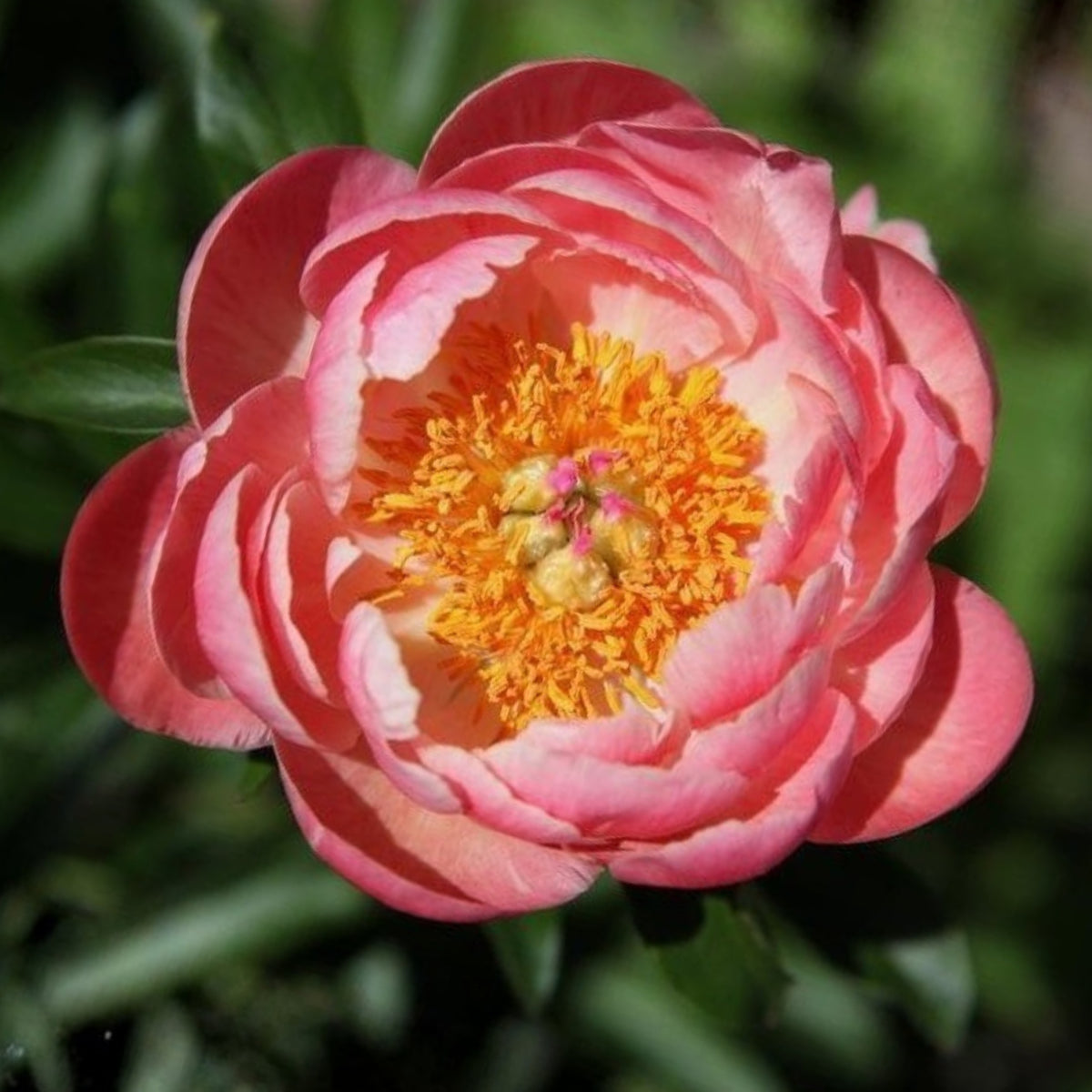 Coral Charm Peony Seeds - Herbaceous Peony, Double Blooms, 10+ seeds