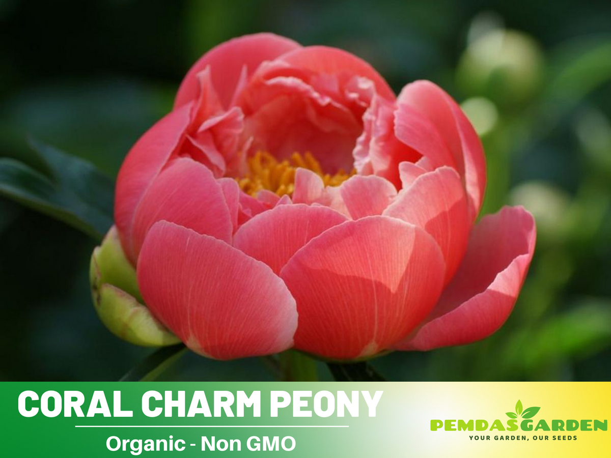 10+ Rare Seeds|  Coral Charm Peony Seeds #B011