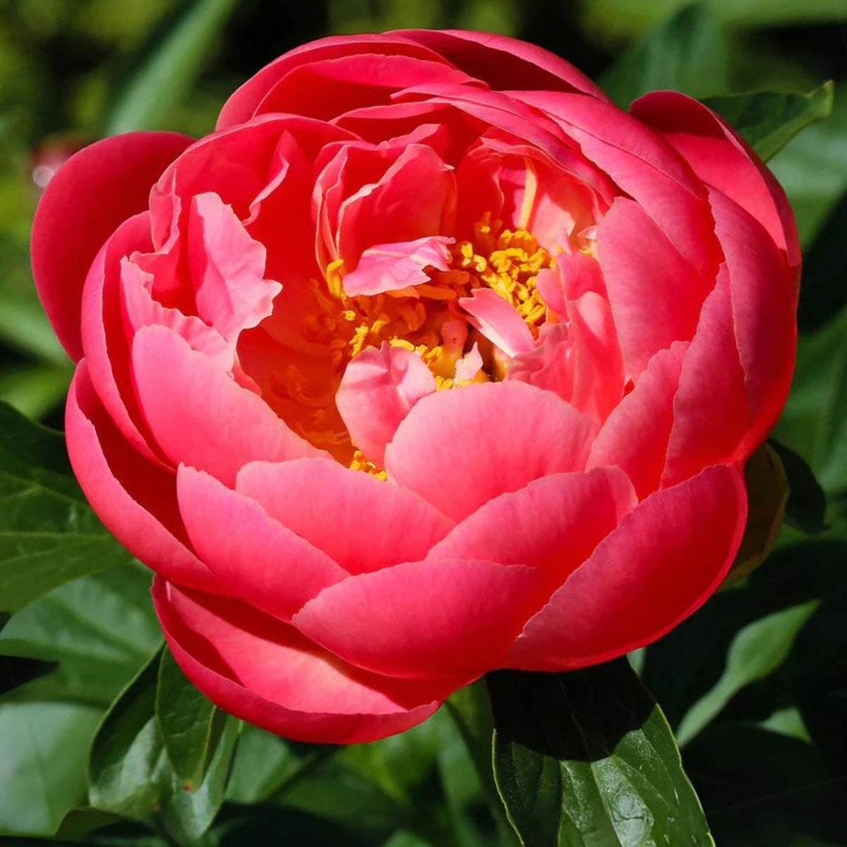 Coral Charm Peony Seeds - Herbaceous Peony, Double Blooms, 10+ seeds
