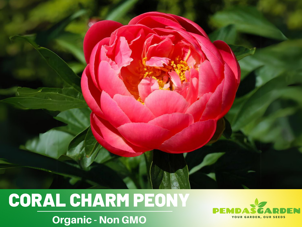 10+ Rare Seeds|  Coral Charm Peony Seeds #B011