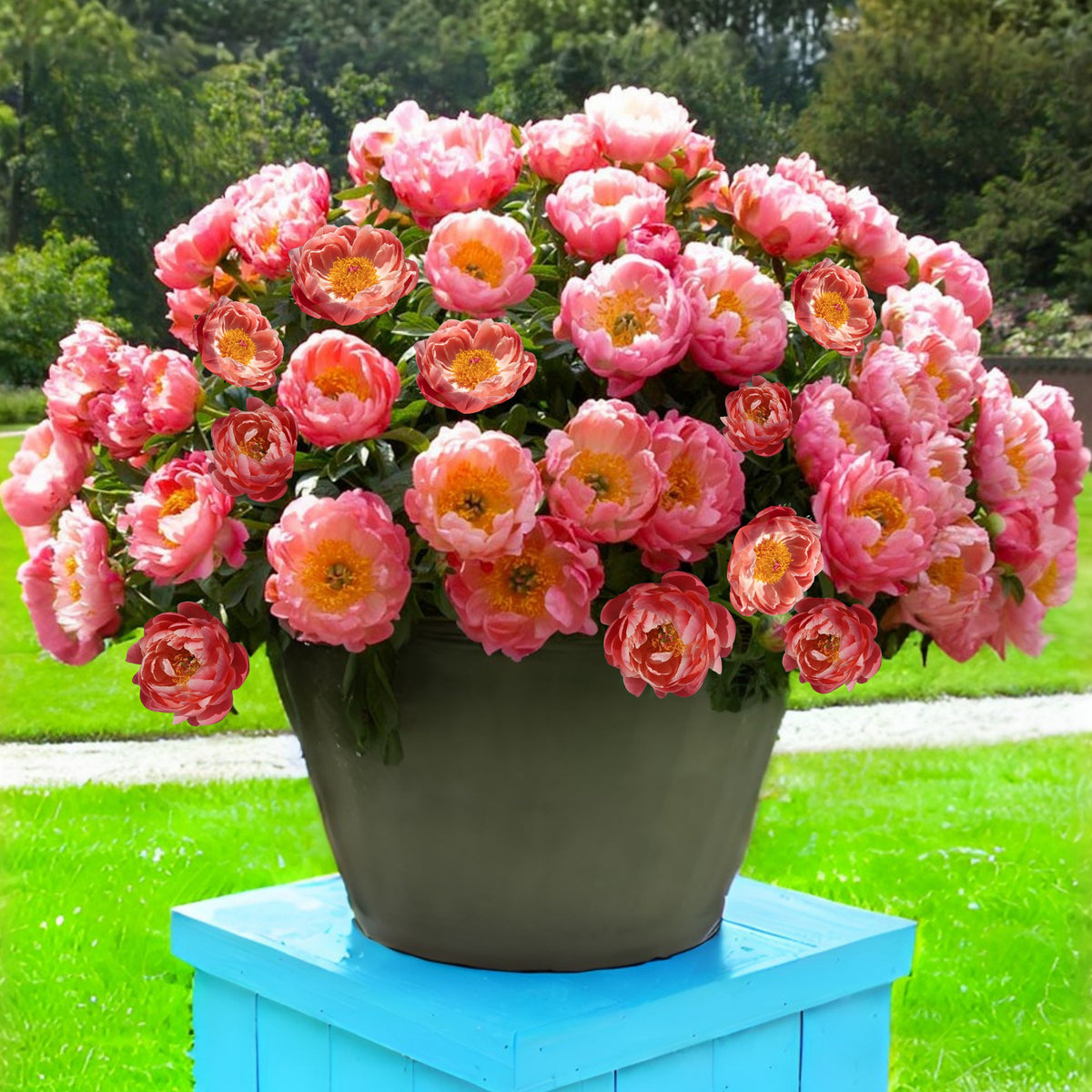 Coral Charm Peony Seeds - Herbaceous Peony, Double Blooms, 10+ seeds