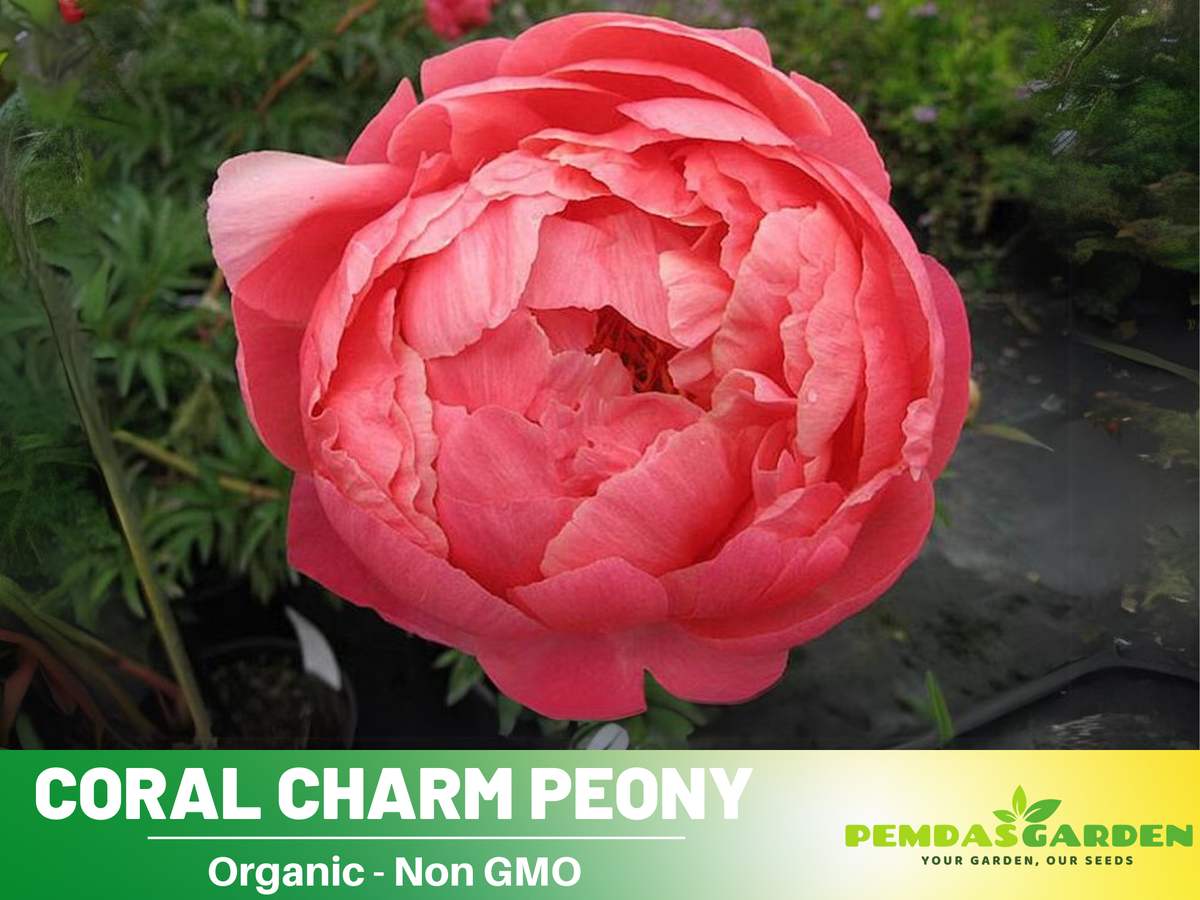 10+ Rare Seeds|  Coral Charm Peony Seeds #B011