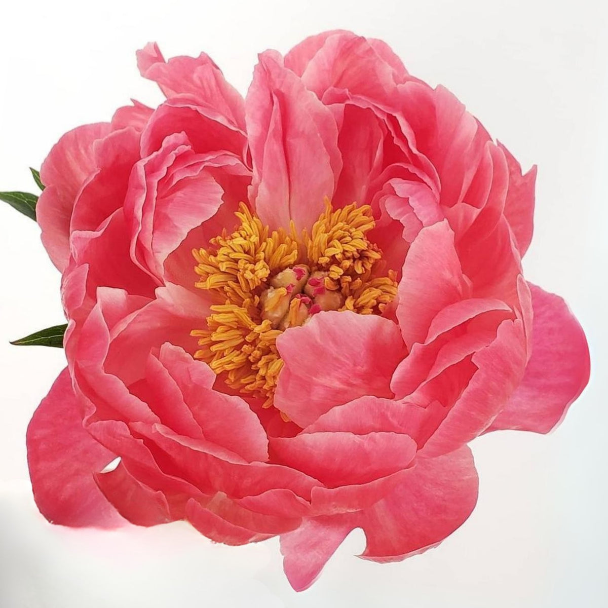Coral Charm Peony Seeds - Herbaceous Peony, Double Blooms, 10+ seeds