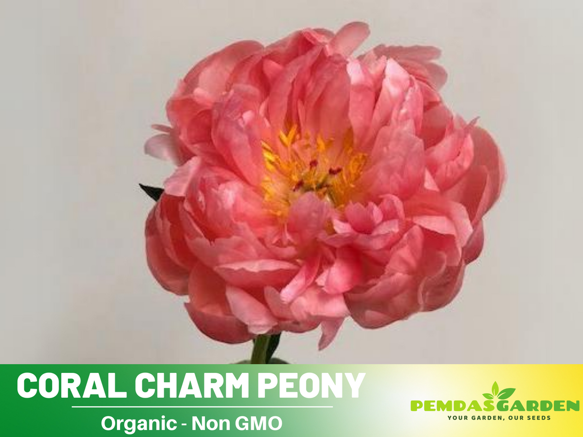 10+ Rare Seeds|  Coral Charm Peony Seeds #B011