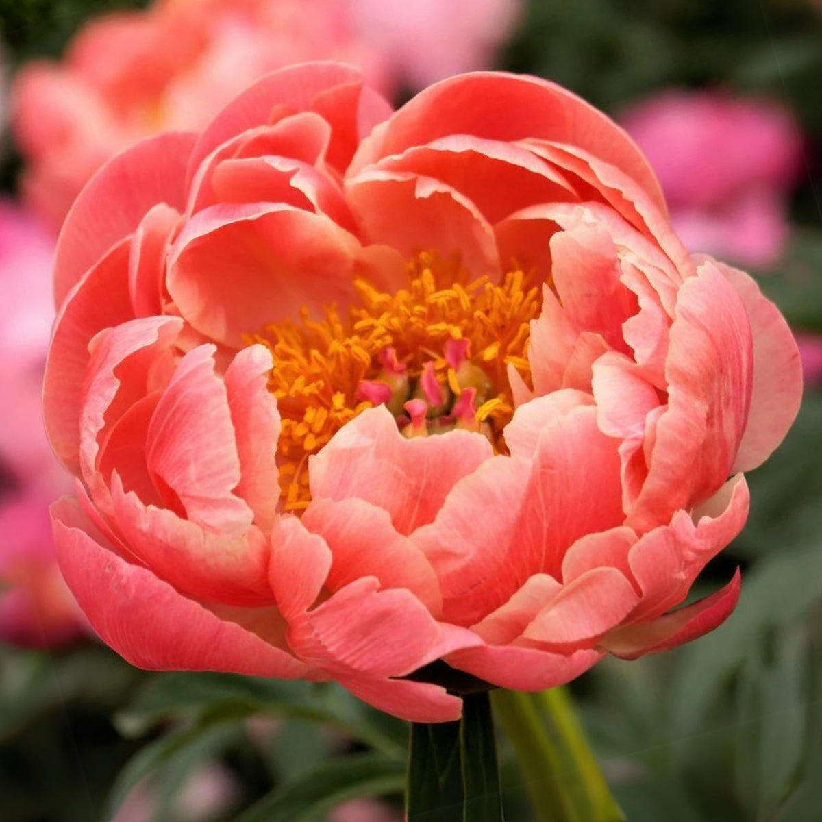 Coral Charm Peony Seeds - Herbaceous Peony, Double Blooms, 10+ seeds
