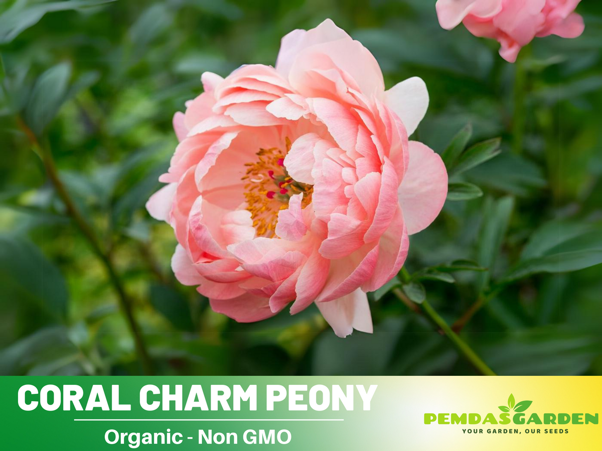 10+ Rare Seeds|  Coral Charm Peony Seeds #B011