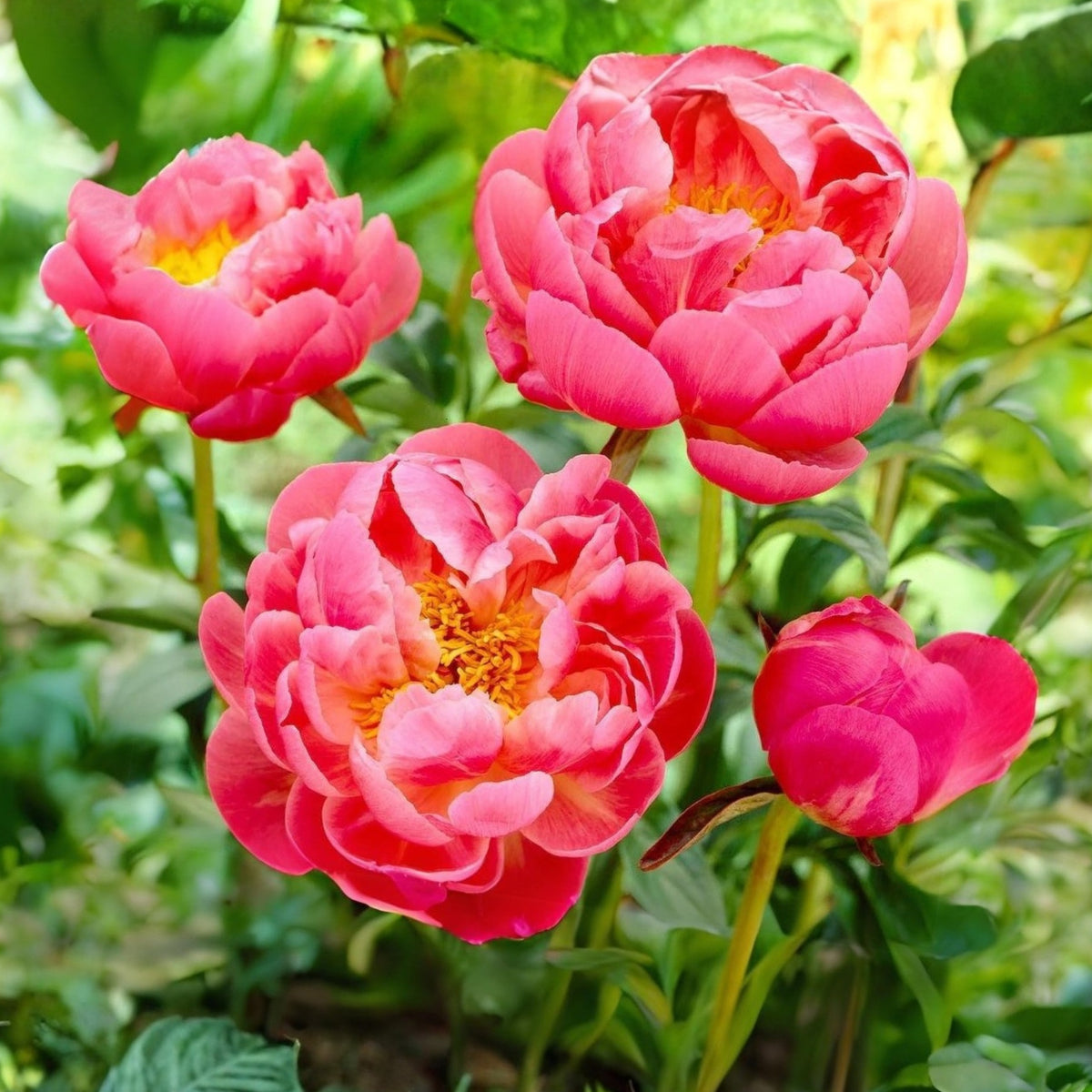 Coral Charm Peony Seeds - Herbaceous Peony, Double Blooms, 10+ seeds