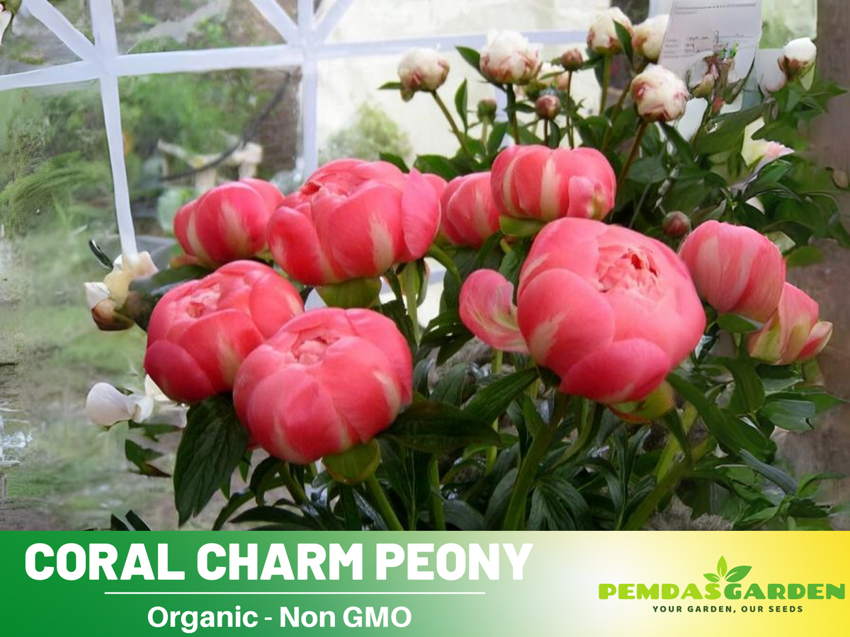 10+ Rare Seeds|  Coral Charm Peony Seeds #B011