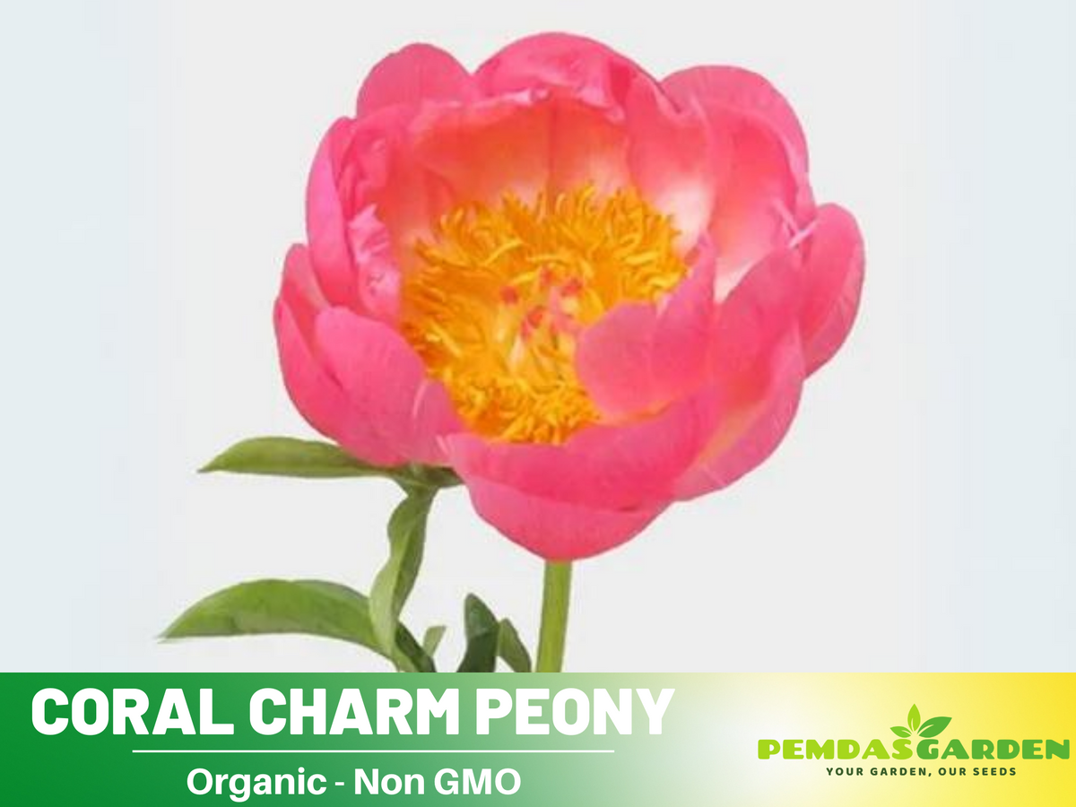 10+ Rare Seeds|  Coral Charm Peony Seeds #B011