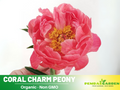 10+ Rare Seeds|  Coral Charm  Peony Seeds (Paeonia, Herbaceous Peony) – Double Blooms, Vibrant Garden Blooms, Romantic Perennial Blooms for Cottage Garden, Fragrant Cut Flowers, Easy to Grow#B011