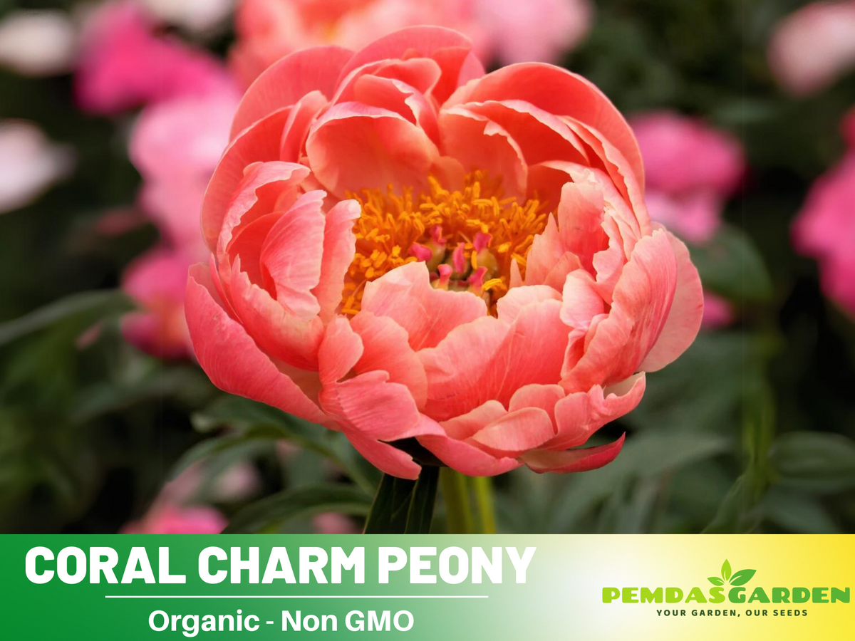 10+ Rare Seeds|  Coral Charm Peony Seeds #B011