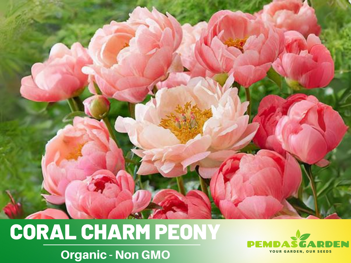 10+ Rare Seeds|  Coral Charm Peony Seeds #B011