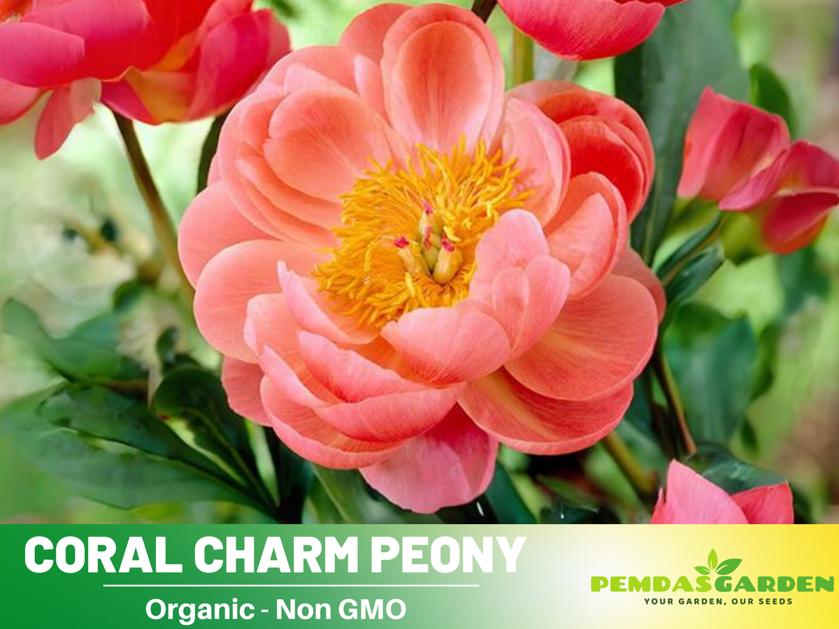 10+ Rare Seeds|  Coral Charm Peony Seeds #B011