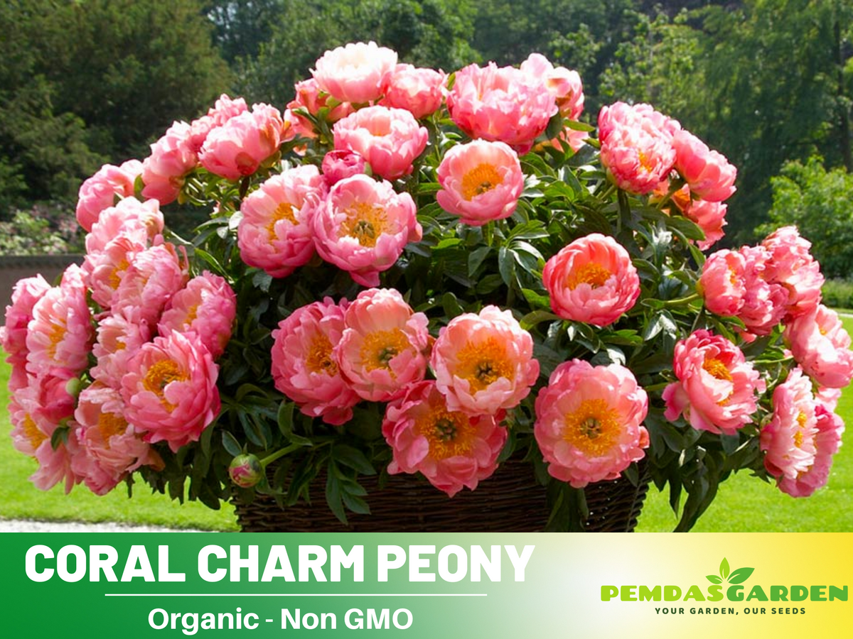 10+ Rare Seeds|  Coral Charm Peony Seeds #B011