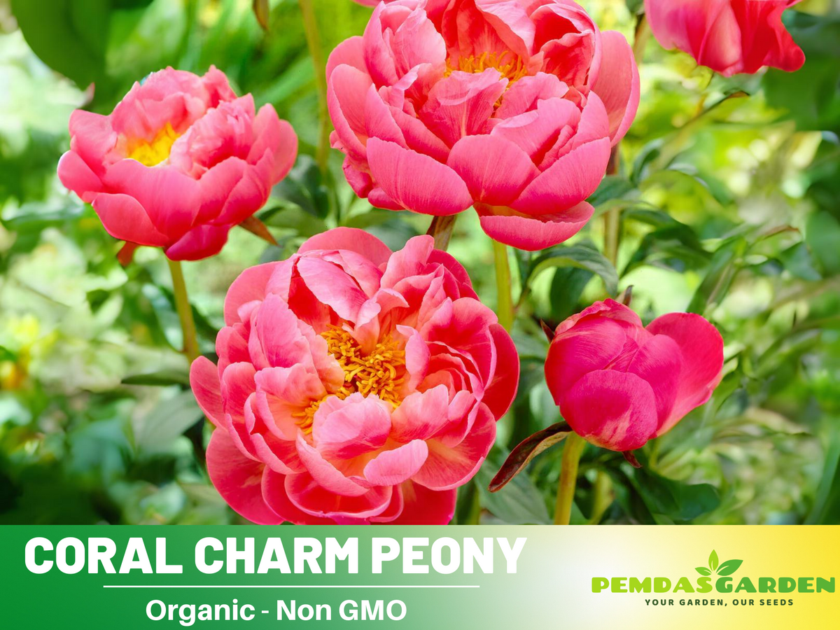 10+ Rare Seeds|  Coral Charm Peony Seeds #B011