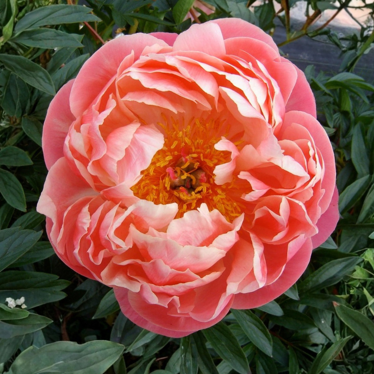 Coral Charm Peony Seeds - Herbaceous Peony, Double Blooms, 10+ seeds
