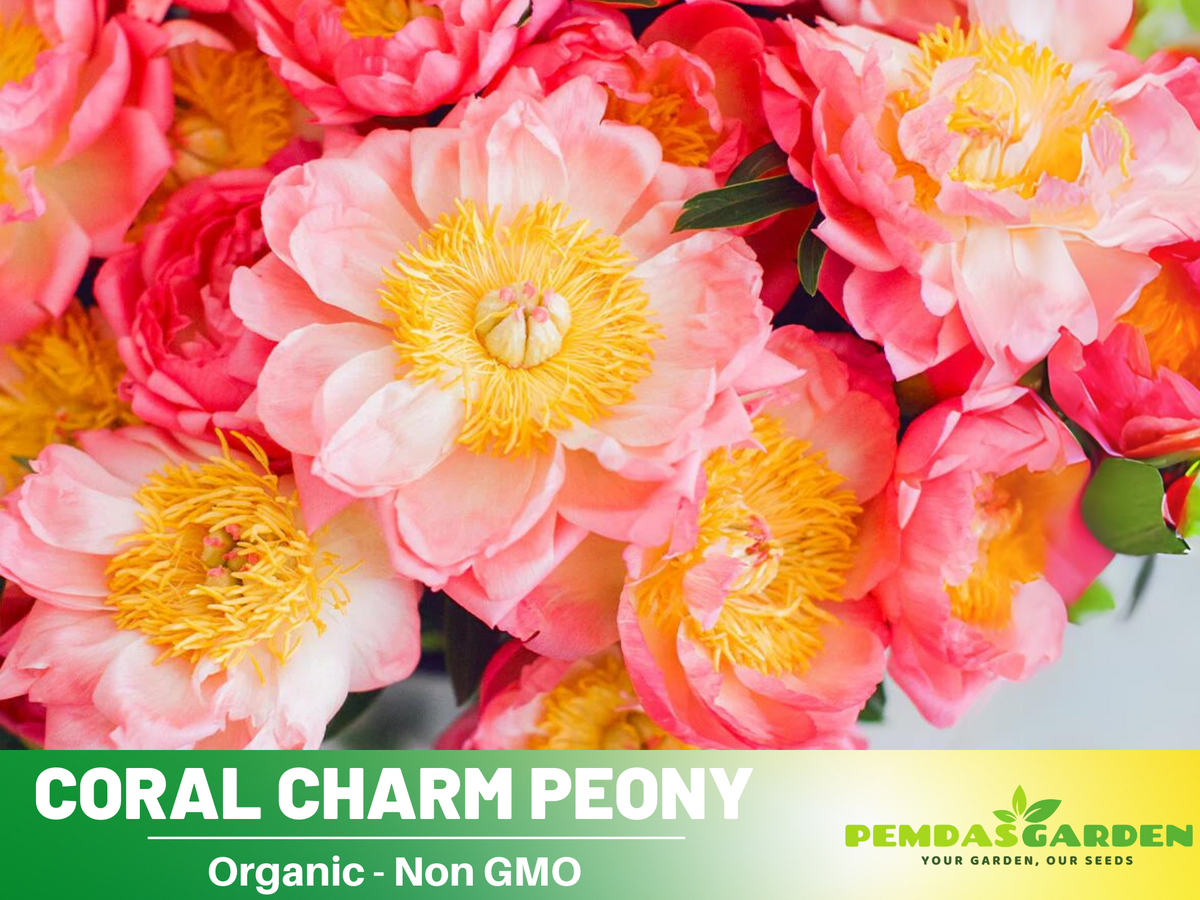 10+ Rare Seeds|  Coral Charm Peony Seeds #B011