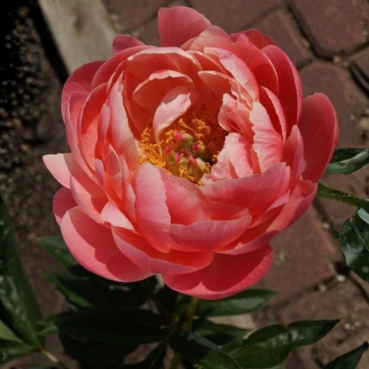 Coral Charm Peony Seeds - Herbaceous Peony, Double Blooms, 10+ seeds
