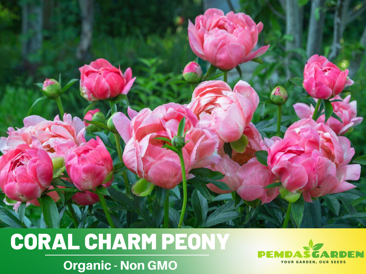 10+ Rare Seeds|  Coral Charm Peony Seeds #B011