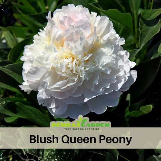 Blush Queen Peony Seeds - Herbaceous Peony, Double Blooms, 10+ seeds