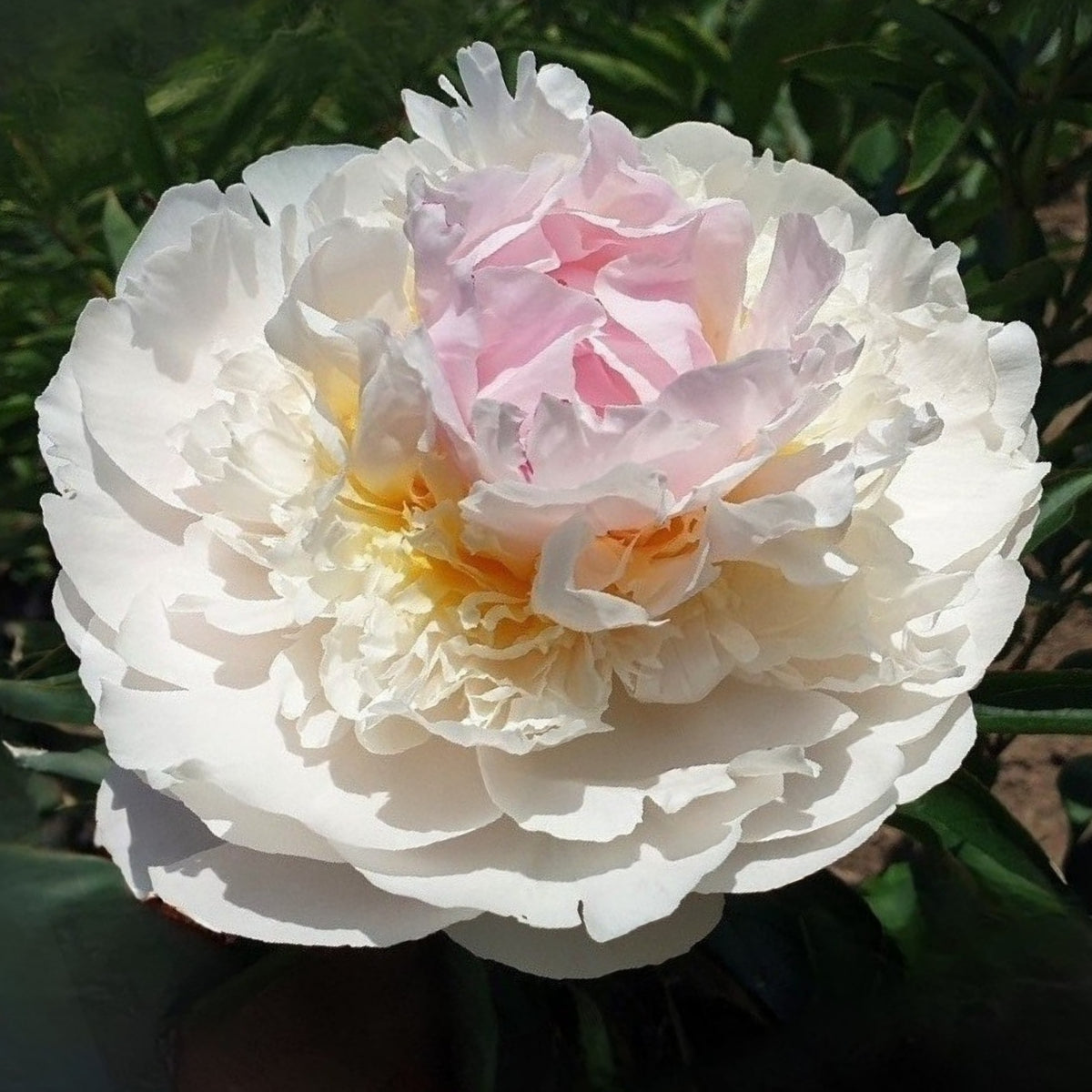 Blush Queen Peony Seeds - Herbaceous Peony, Double Blooms, 10+ seeds
